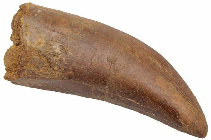 Serrated, Carcharodontosaurus Tooth - Real Dinosaur Tooth #230612